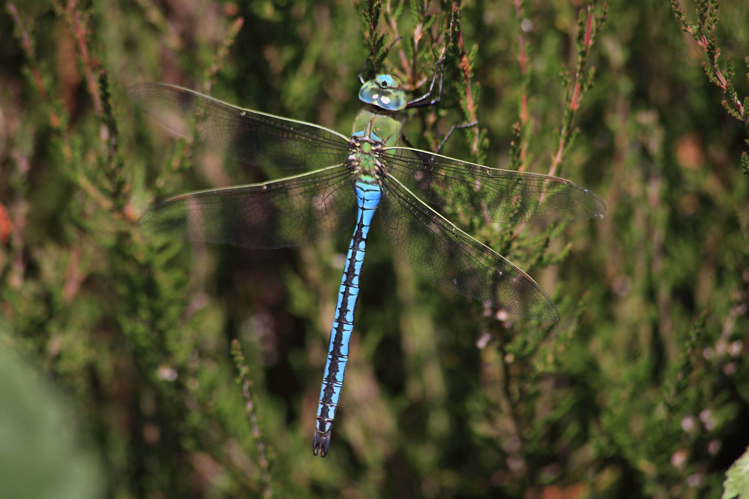 Emperor dragonfly on stem