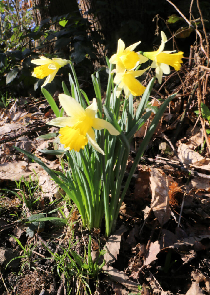 close up of wild daffodils