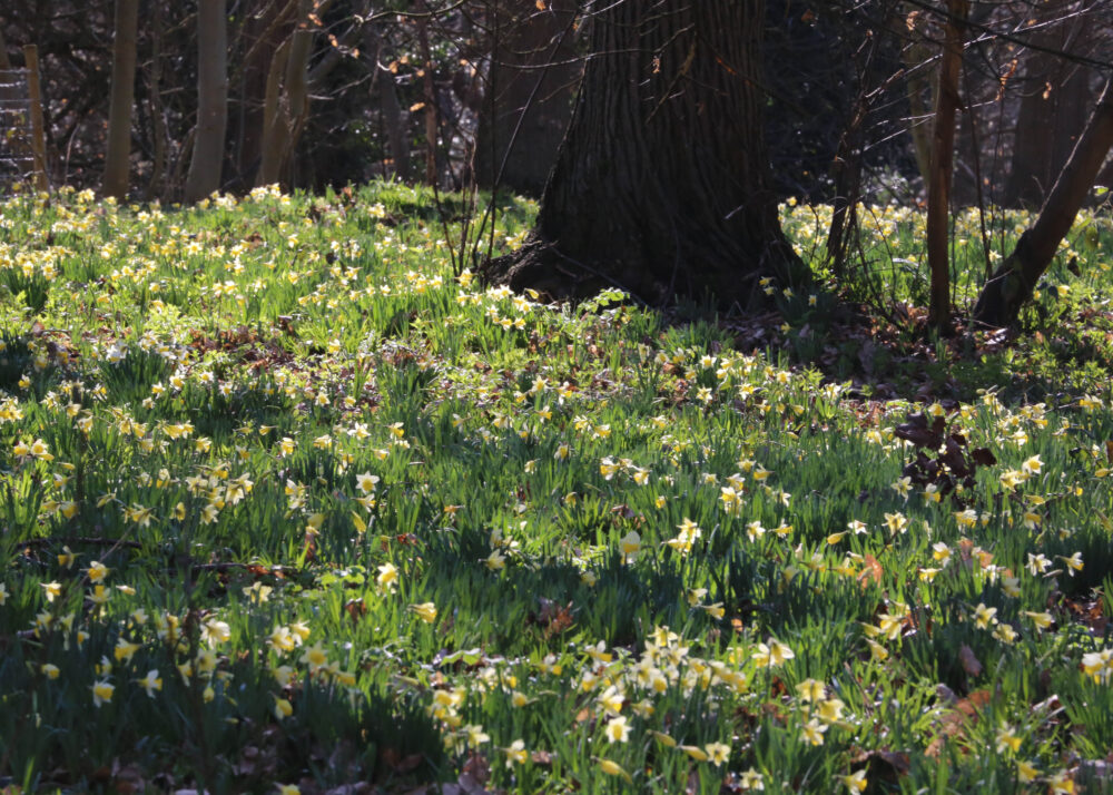 Wild daffodils in the woods