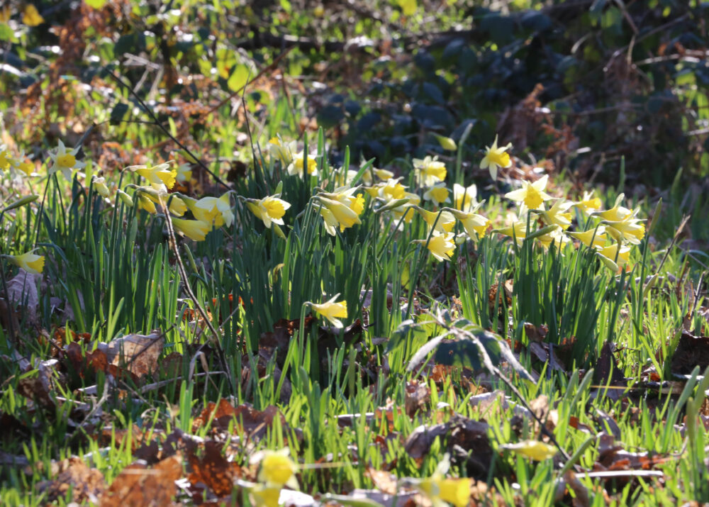 close up of wild daffodils