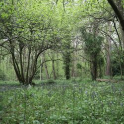 bluebells in woods