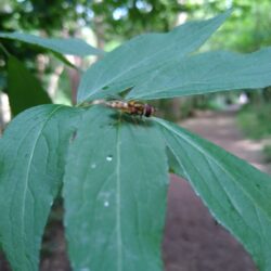 wasp on a leaf
