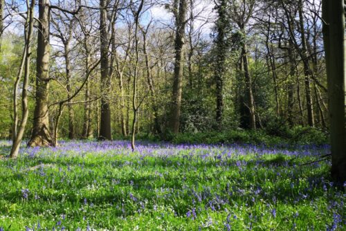 bluebells and trees