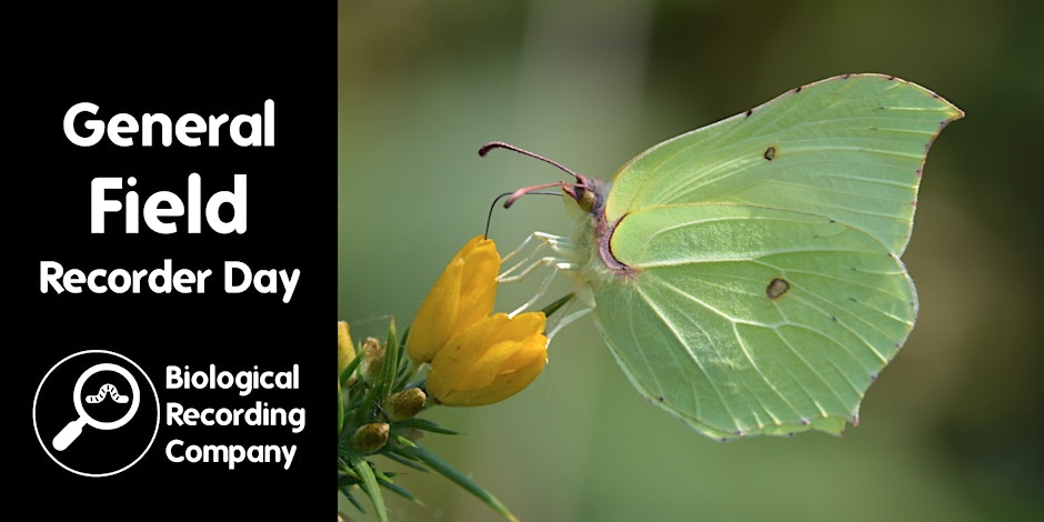 Green butterfly sat on a leaf