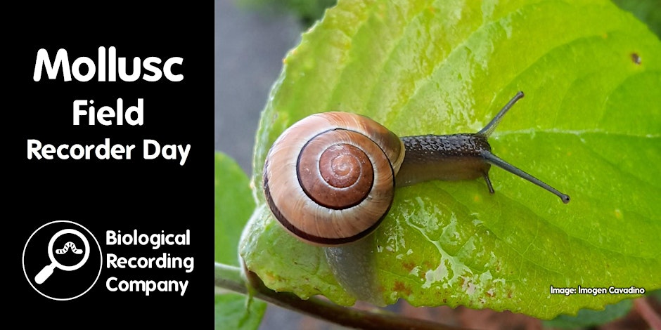 Brown snail on a leaf