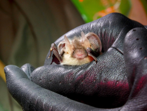brown long earred bat held in black glove