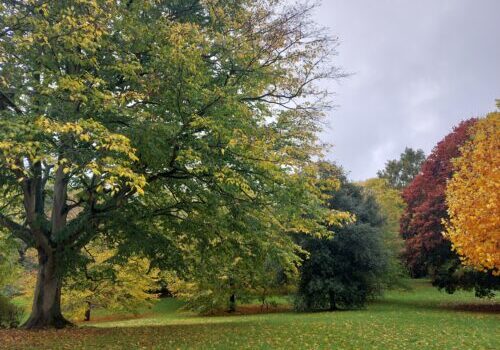 Autumn Arb 2