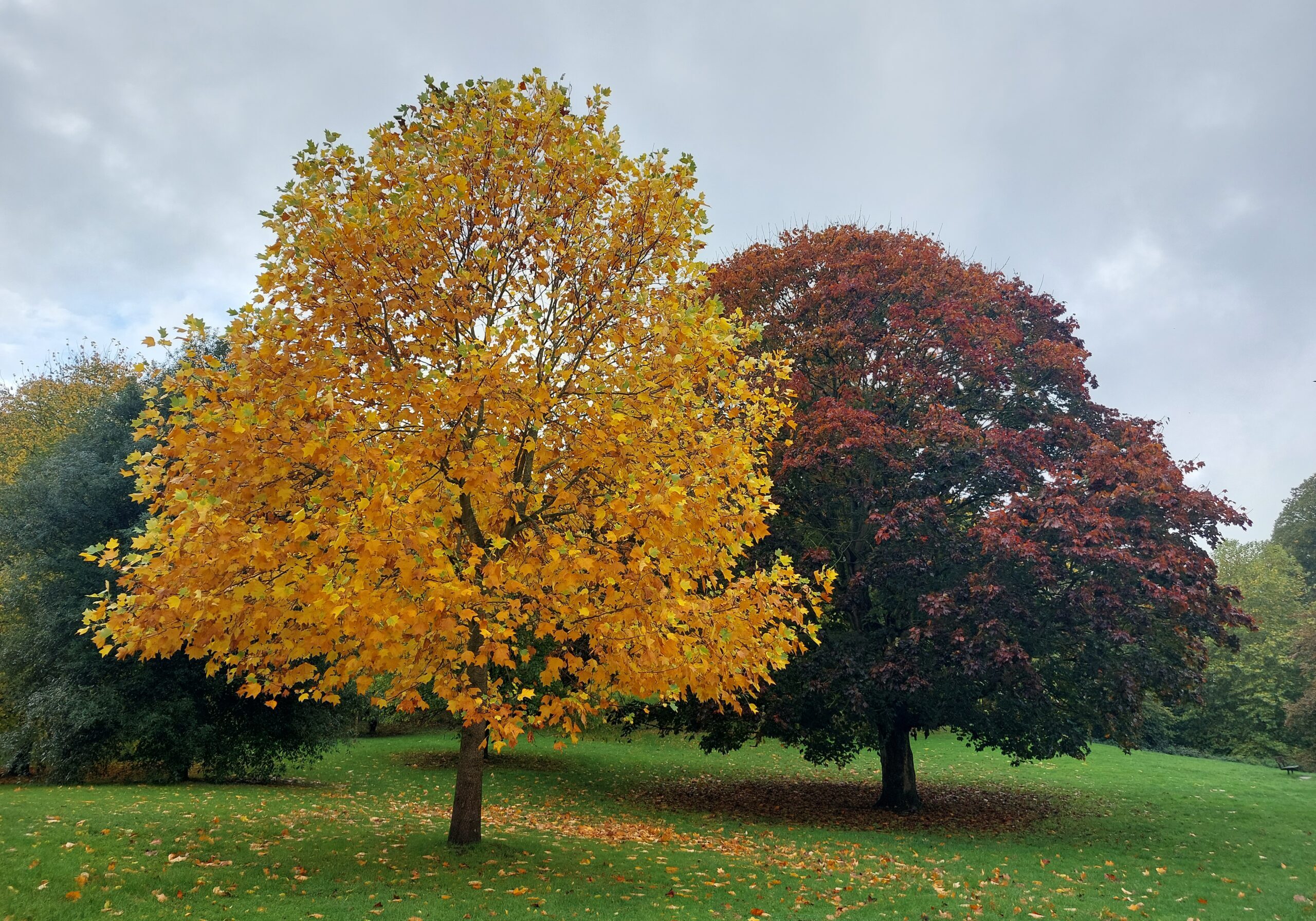Yellow autumnal tree in front of purple beech