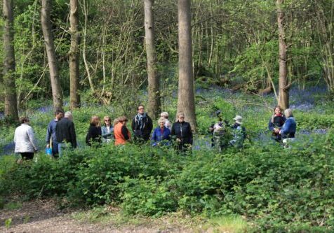 Walking among bluebells
