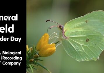 Green butterfly sat on a leaf