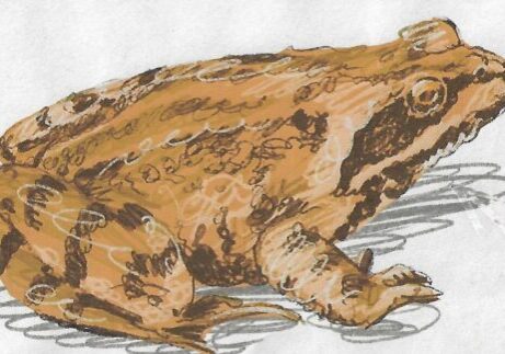 Illustration of common frog