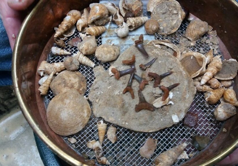 Fossils and other finds in a sieve