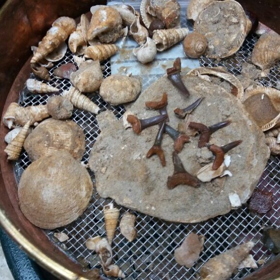 Fossils and other finds in a sieve