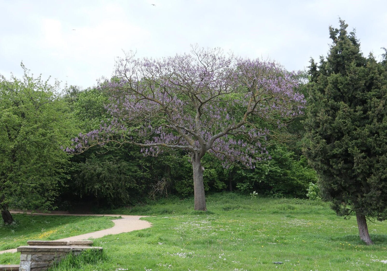 Fox glove Tree