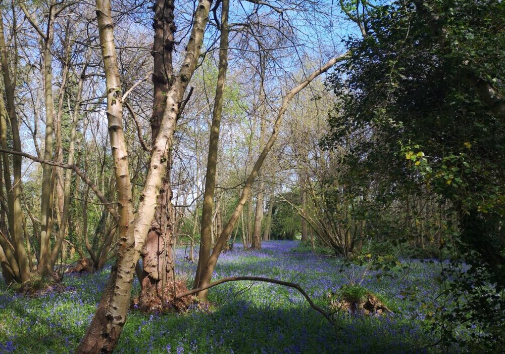 Bluebells in the woods