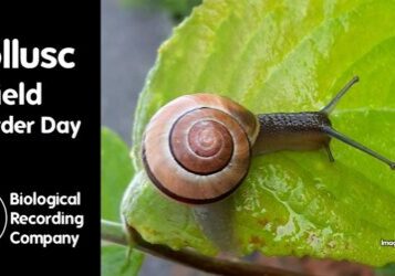Brown snail on a leaf
