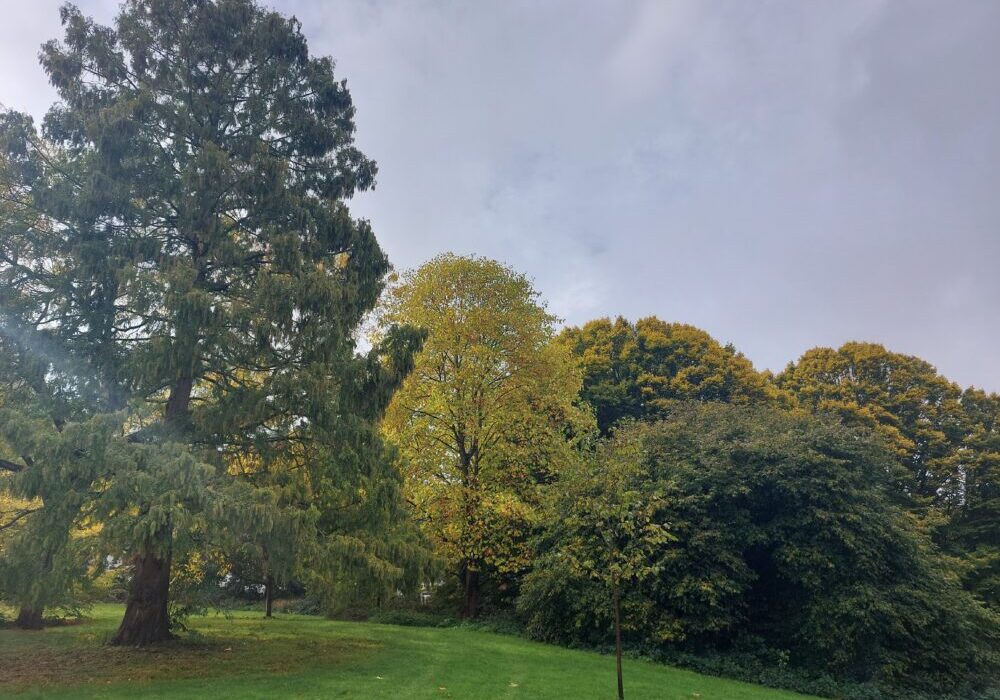 Trees in Arboretum