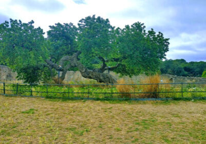 A gnarled old mulberry tree