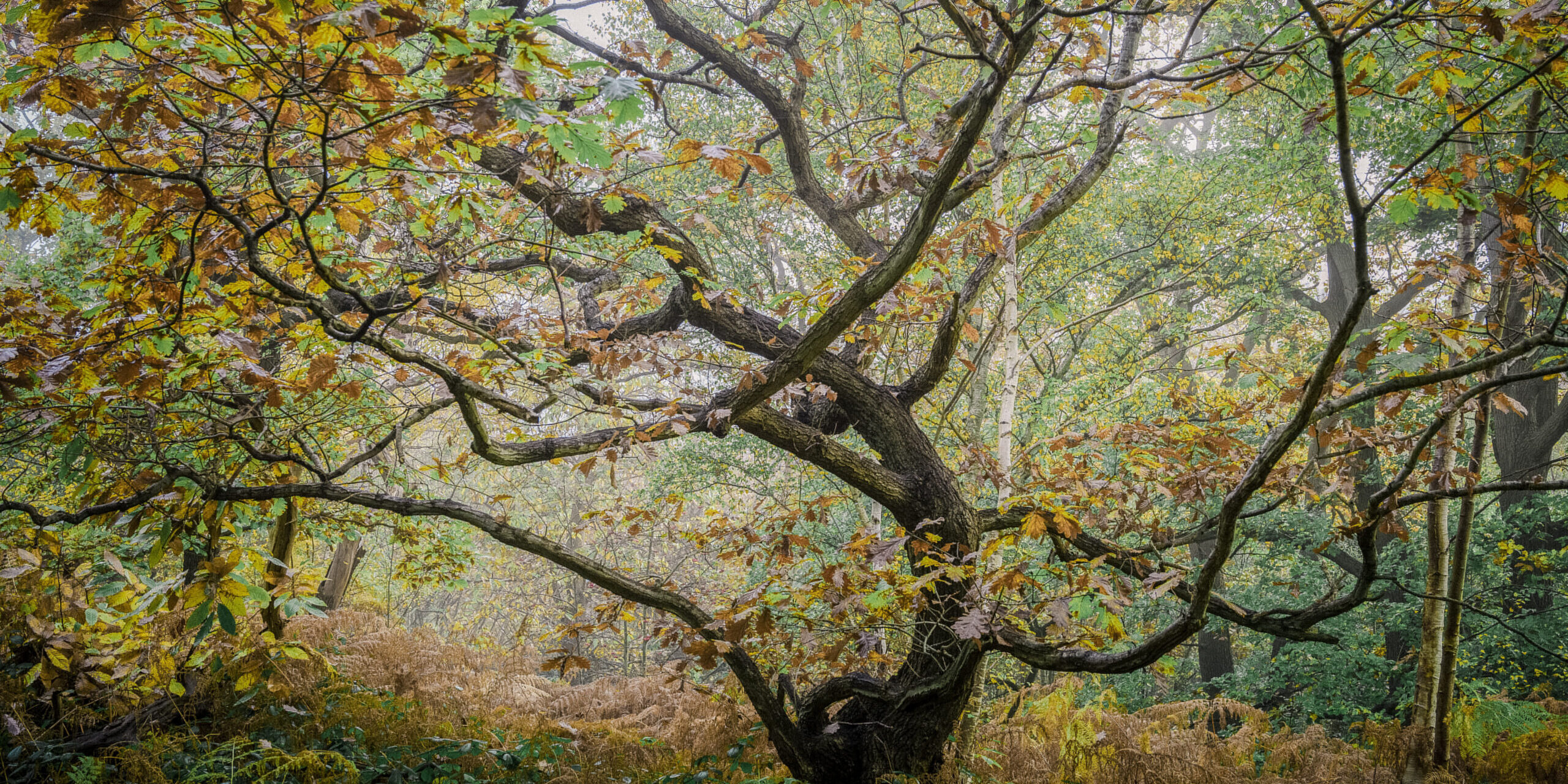 Tree in autumn