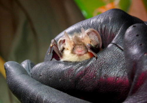 brown long earred bat held in black glove