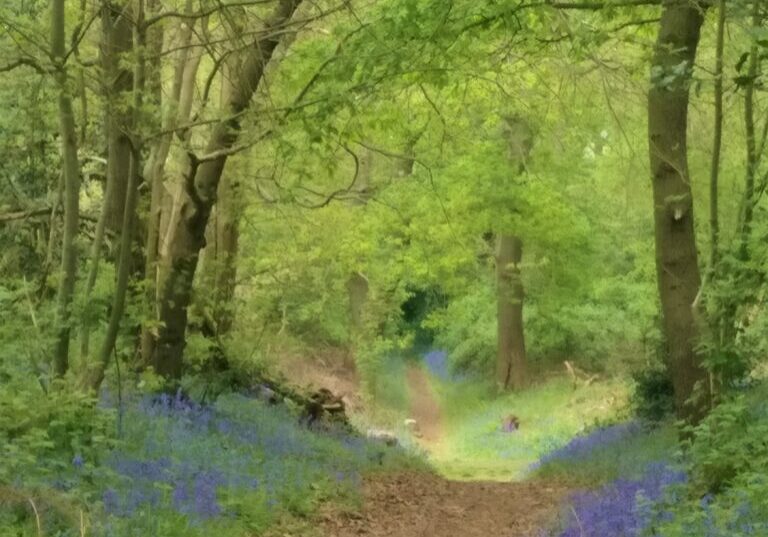 Bluebells in the woods