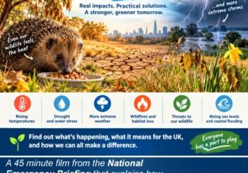 Picture of a hedgehog in a mown field