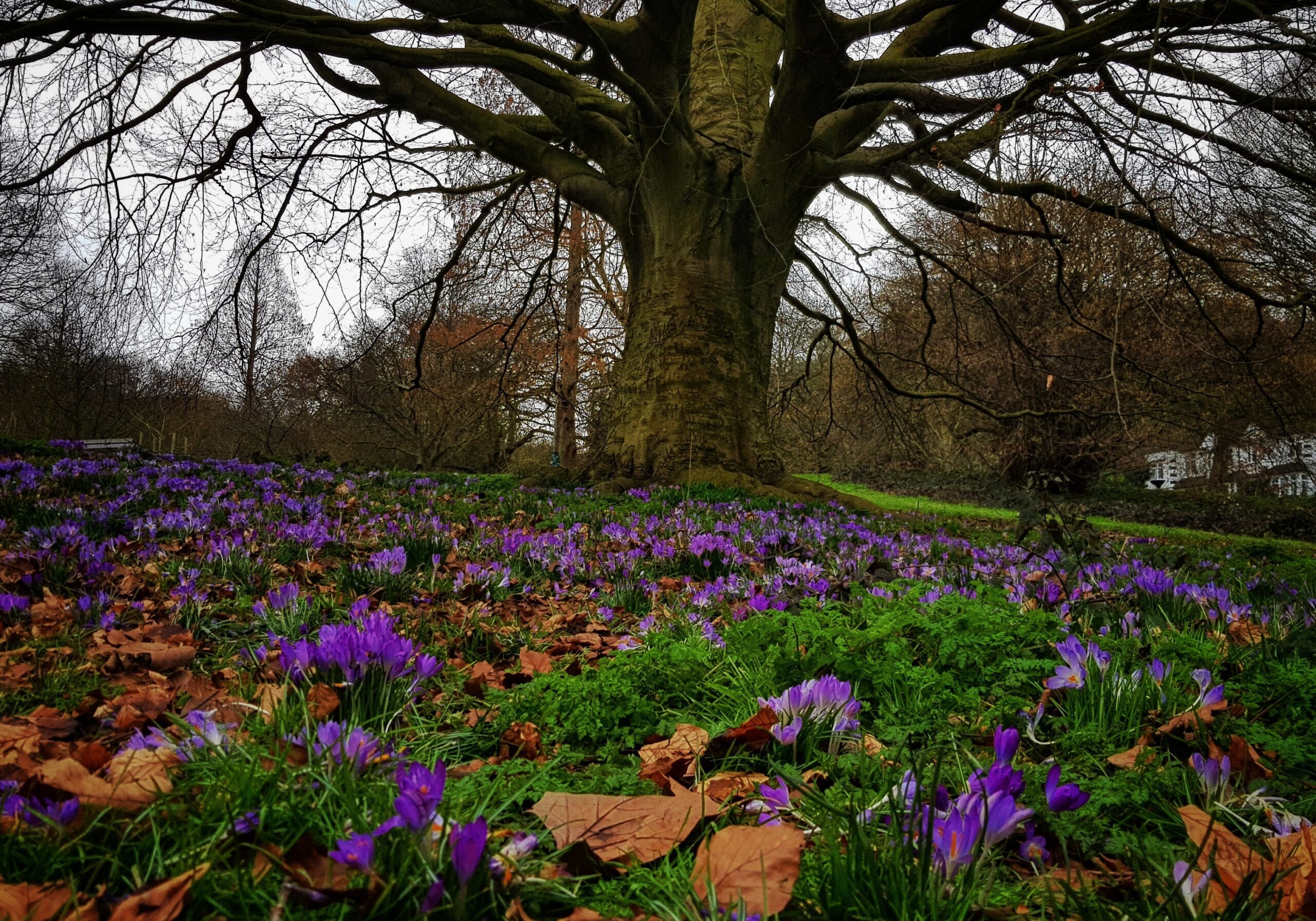 Crocuses under a tree