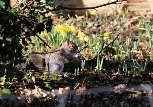 Wild daffodils and squirrel at Lesnes Abbey Woods