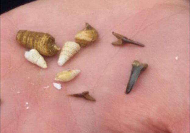 Shells and sharks' teeth in a hand