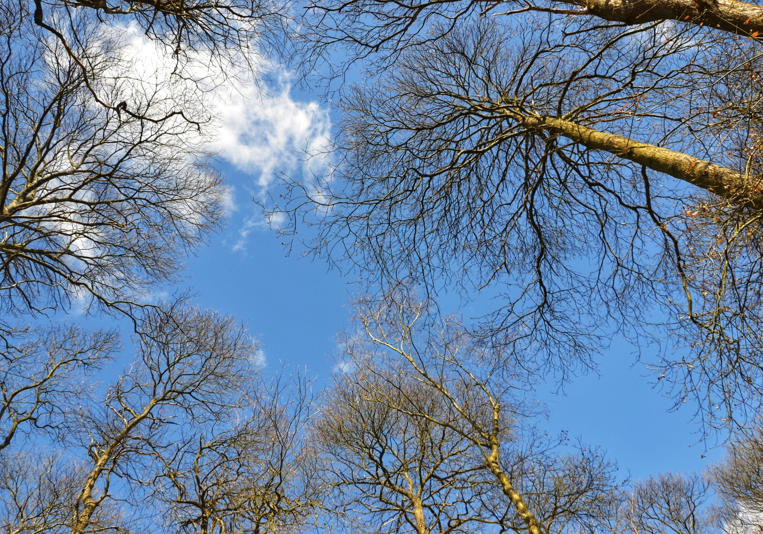 Looking up through the trees to a beautiful blue sky